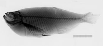Media type: image;   Ichthyology 21264 Description: x-ray;  Aspect: lateral